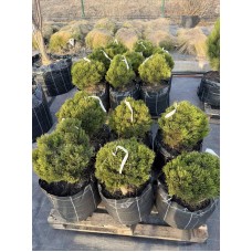 Сосна белокорая «Шмидти» 0.40 м